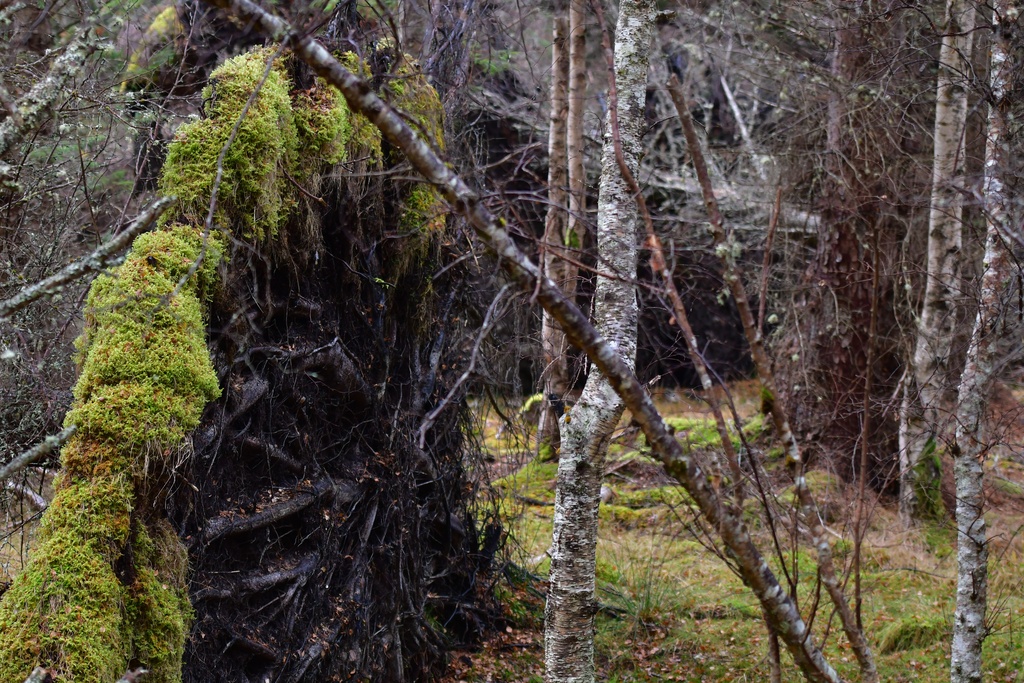 2018-11 Scotland/Foyers/DSC_7585.JPG